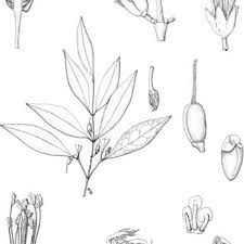 Image result for Cassipourea ruwensorensis