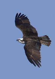 Birds Of Prey Northern Michigan Osprey By Alan Murphy North American Animals Birds Of Prey Bird