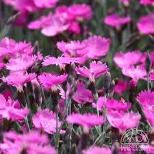 How To Care For Dianthus Firewitch Pink Perennials Plants Dianthus Care