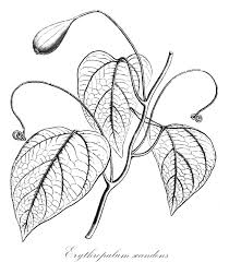 Image result for Olacaceae