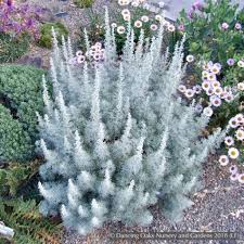 Image result for Artemisia sp.no.1