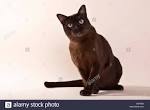 Burmese cat - Wikipedia