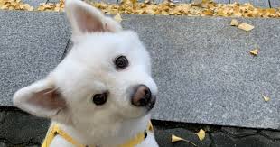 Bts Rm Dog Rapmon Bts Dogs Animals Cute Animals