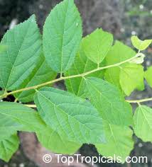 Image result for Grewia flavescens