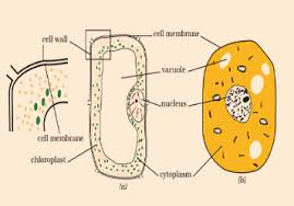 Maybe you would like to learn more about one of these? Ncert Solutions For Class 8 Science Chapter 8 Cell Structure And Function