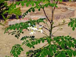 Image result for Moringa