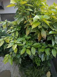 アオキの育て方 栽培に適した場所は 木の剪定方法は Greensnap グリーンスナップ