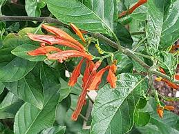 Image result for Justicia sp. A cf. engleriana