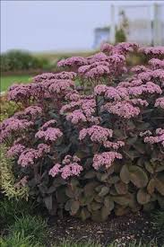 Sedum Maestro Plants Sedum Perennials