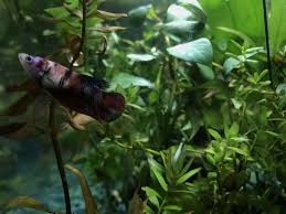 My Betta Sorority 29 Gallon Tank Added 6th Sister Today Betta Fish Fish Tank Fish Pet