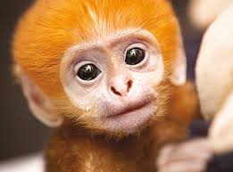 Spring 2023 stlzoo magazine by stlzoo