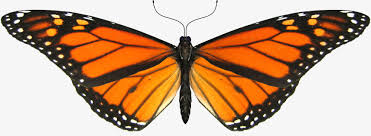 Download and use them in your website, document or presentation. Butterflies Png Transparent Monarch Butterfly Gif Hd Png Download 5329442 Png Images On Pngarea