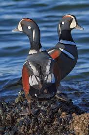 Arlequin plongeur / Harlequin Duck / Histrionicus histrionicus ...