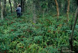Image result for Ardisia staudtii