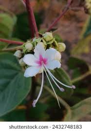 Image result for Clerodendrum capitatum