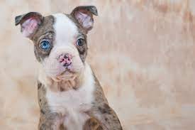 Use the search tool below and symptoms of stenotic nares include a foamy discharge when your dog breathes, noisy breathing, blue gums or fainting. Blue Boston Terriers And Other Rare Colours With Pictures