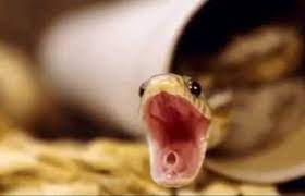 Why Do Snakes Hiss The Complete Guide Reptilekingdoms