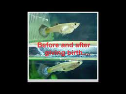 How To Know When Guppy Will Give Birth Female Guppy Pregnancy Stages Youtube