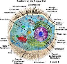 There is a difference between the movement and. Molecular Expressions Cell Biology Animal Cell Structure