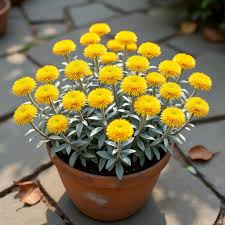 Image result for Helichrysum argyrosphaerum
