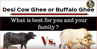 Desi Cow Ghee Vs Buffalo Ghee Which Is Best For You And Your Family Cow Ghee Ghee Ghee Benefits