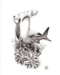 Black And White Hammerhead Shark Tattoo Hammerhead Shark Tattoo Designs Shark Tattoos Hammerhead Shark Tattoo Hammerhead Tattoo