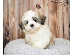 We did not find results for: Maltese Shih Tzu Dog Female White Gold 2614459 Petland Fort Myers Florida
