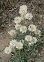 Image result for Erigeron bonariensis