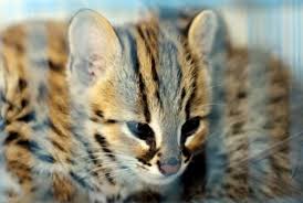 Pertama, anda perlu tahu bagaimana menghadapinya. Tiga Kucing Hutan Selamat Dari Perdagangan Ilegal Republika Online