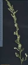 Image result for Chenopodium opulifolium