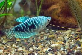 How To Keep And Breed Gourami Aquarium Fish Fish Breeding Aquarium Fish Pet Fish