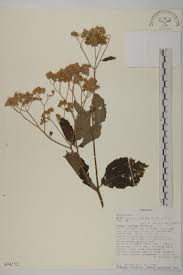 Image result for Bothriocline longipes