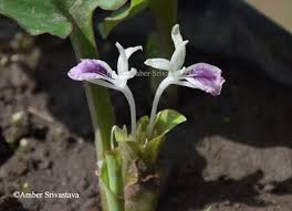 Image result for Siphonochilus kilimanensis