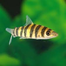 Black And White Striped Freshwater Aquarium Fish Pix For Small Striped Freshwater Aquarium Fish Aquarium Fish Freshwater Aquarium Fish Freshwater Aquarium