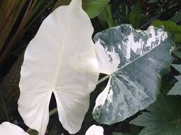 Alocasia Variegata Plant Leaves Foliage Plants Planting Flowers