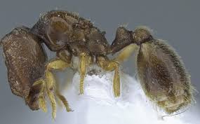 Image result for Anthericopsis sepalosa