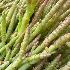 Image result for Moraea natalensis