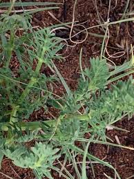 Image result for Afrosciadium