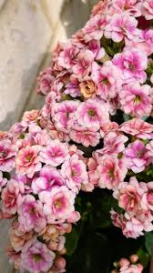 Image result for Kalanchoe dyeri