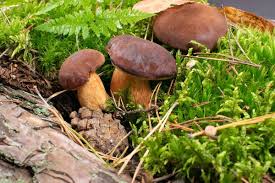 Image result for Boletus badius