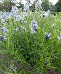 The flowers are tubular at the base, with five sharply pointed petals. Amsonia Tabernaemontana Var Salicifolia Pflanzen Blaustern Sonniger