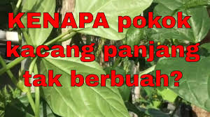 Pokok kacang bendi sebenarnya amat menyukai tanah yang mempunyai banyak nutrien, vitamin serta pengairan yang baik dan tidak terlalu banyak. Cara Pangkas Kacang Panjang Supaya Berbuah Lebat Youtube