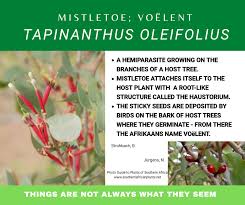 Image result for Tapinanthus oleifolius