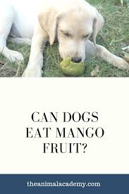However, the amount of mango given to your dog should be limited as they are high in fat just like avocados. Pin On Can My Dog Eat