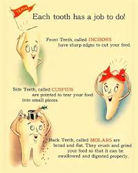 Pin On Dental Anatomy
