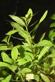 Image result for Hygrophila okavangensis
