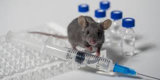 Look through examples of transgenic organisms translation in sentences, listen to pronunciation and learn grammar. What Are Transgenic Organisms Whatmaster