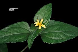 Image result for Calyptocarpus vialis