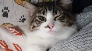 Kedi Haberleri Ve Guncel Gelismeleri Ankara Gundem