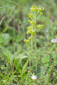 Image result for Habenaria arenaria